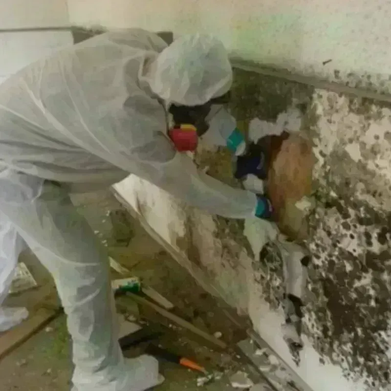 Mold Remediation and Removal in Morganton, NC